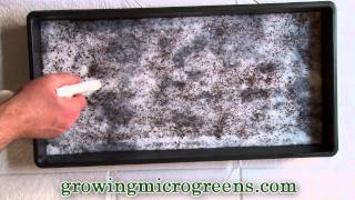 Growing Microgreens  Hydroponic Method Part 1  Planting Micro Greens [upl. by Lesser303]