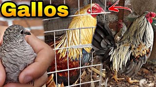 Estos son TODOS mis GALLOS GALLINAS Y POLLITOS [upl. by Iramohs]