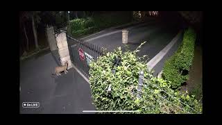 Mountain Lion Jumps Birnam Wood Gate in Montecito  October 21 2023 [upl. by Enelegna]