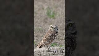 Burrowing Owls in Central Montana [upl. by Jud850]