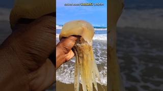 Saved most world quots jellyfish returned to their sea ll jellyfish fishing shorts [upl. by Nairadal687]