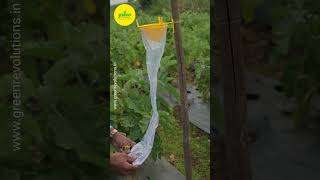 How To use brinjal lure and Funnel Trap  Brinjal fruit Borer  Brinjal fruit Borer Management [upl. by Derward918]