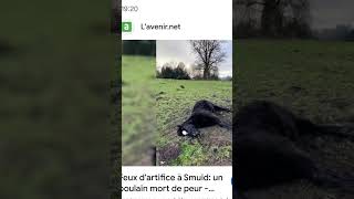 Voila la cause des feux dartifice daccord cest beau mais pensser aussi au animaux pleins de morts [upl. by Aihk]