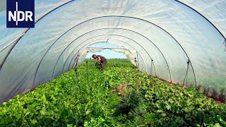 Regionale Landwirtschaft Wenn Essen wieder was wert ist  die nordstory  NDR Doku [upl. by Levi]