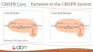 CRISPR Cas9  A Brief Introduction [upl. by Hselin441]