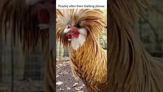 New feathers new shine 🐔✨ chickens poultryperfection animalhusbandry poultrynutrition farming [upl. by Arodnap243]