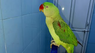 Alexander Parrot Talking  parrot talking training sound  how to teach alexander parrot to talk [upl. by Weisburgh]