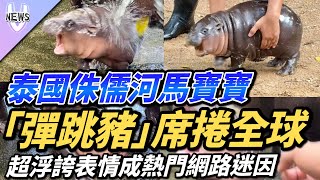 泰國侏儒河馬寶寶「彈跳豬」席捲全球 超浮誇表情成熱門網路迷因 [upl. by Cassandra533]