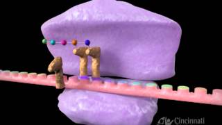 Inhibitors of protein synthesis [upl. by Alokin660]