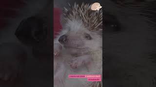 Wanting a Hedgehog as a Pet Watch this First [upl. by Llyrad]