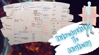 Introduction To Anatomy Anatomical Planes Position Terms of Location amp Movements شرح بالعربى [upl. by Catrina]