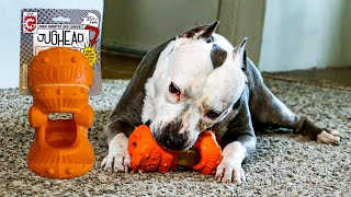 Himalayan Pet Supply Jughead Super cheese chew and Chew Guardian toy review [upl. by Shreve426]