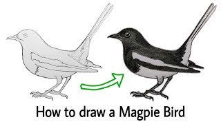 How to draw Magpie bird  Doel pakhi art  Pencil sketching  Shamim Art [upl. by Gorey]