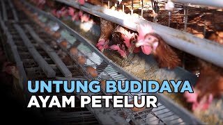 MANTAN KARYAWAN INDOFOOD KINI SUKSES TERNAK AYAM PETELUR [upl. by Elsinore]