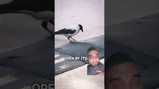 intelligent birds crow animals memes ❤❤😍 [upl. by Gladdie]