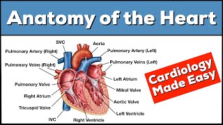 Anatomy of the Heart Structures and Blood Flow Cardiology Made Easy [upl. by Zerep]