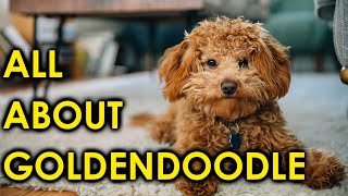 Goldendoodle Dog Breed Guide Puppies to AdultsAmazing Dogs [upl. by Hgiellek]