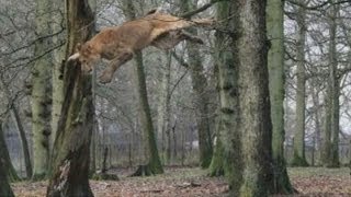 The flying lions of Longleat Safari Park [upl. by Baese]