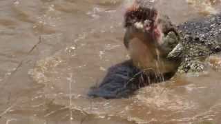 Crocodile swallows young zebras head in 1 go wait for the end Masai Mara  Kenia [upl. by Aihsoj]