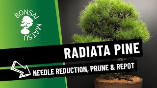 Radiata or Monterey Pine Refinement and Repotting [upl. by Aimat253]