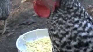 Chickens Eating Spaghetti [upl. by Publius]