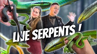 COMMENT VONT MES SERPENTS  Ça a grandi  Loma Live  Ep 7 [upl. by Oicul154]