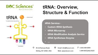 Transfer RNA tRNA  tRNA Overview Structure amp Function  mRNA Translation  Protein Synthesis [upl. by Uba]