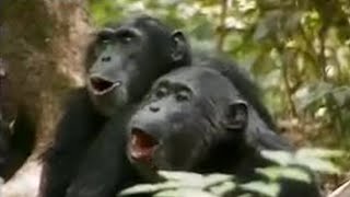 Chimps vs Red Colobus Monkeys  BBC Studios [upl. by Gnilrac]