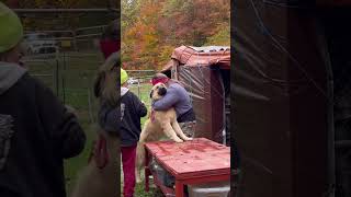 This is our LAST ATTEMPT At trimming his Dewclaws dog shortvideo doglover [upl. by Orton]