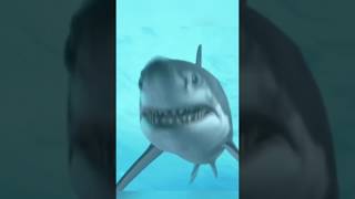 JAWS THEME  SOUND EFFECT NO COPYRIGHT [upl. by Hultgren]