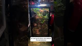 Maravilla de terrario que nos fabricaron “Terrarios para reptiles Mx” [upl. by Giselle874]