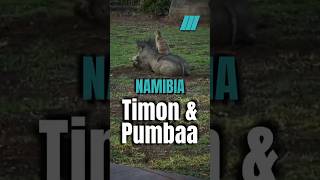 🇳🇦 Der echte Timon und Pumbaa in Namibia [upl. by Iroc]