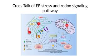 Cross Talk ER stress and Redox signaling Pathway Code 249 [upl. by Chip]