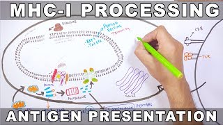 MHCI Processing  Antigen Processing and Presentation [upl. by Zoller857]