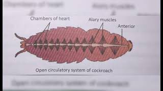 ANIMAL TISSUE  FROG AND COCKROACH DIAGRAM SECTION [upl. by Nikaniki]