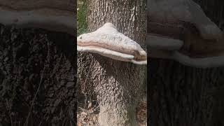 Bigest Tinder fungus  Fomes fomentarius [upl. by Kinney]