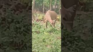 Nilgai from Bangabandhu Sheikh Mujib Safari Park Gazipur nilgai animals shorts bangladesh [upl. by Adyela]