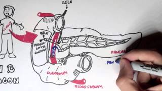 Insulin and Glucagon Overview [upl. by Nwahsirhc]