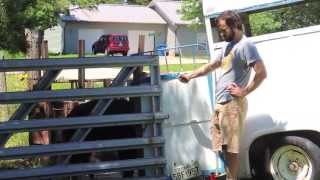 Loading a pig into a trailer [upl. by Adnorat31]