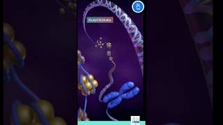 Chromatin Chromosomes and Chromatid Nucleosome and DNA [upl. by Aneekas]