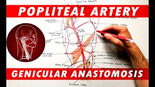 The Popliteal Artery branches amp genicular anastomosis [upl. by Dielu]