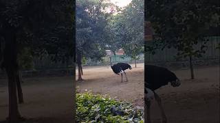 Ostrich shorts viralvideo [upl. by Kiona]