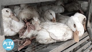 Joaquin Phoenix Narrates PETA Asia Investigation Video Exposing ‘Responsible Down’ [upl. by Yortal]