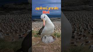 அல்பட்ராஸ் birds chick health checkup svdbdocuments [upl. by Olbap]