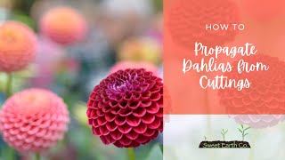 How to Propagate Dahlias From Cuttings [upl. by Glasgo]