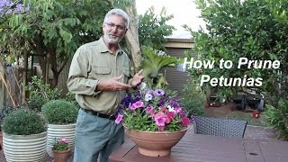 How to Prune Petunias [upl. by Otreblif]