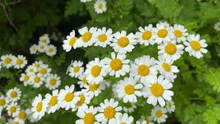 Feverfew  LongLasting Daisy Blooms for Your Garden  2024 flower [upl. by Uba]