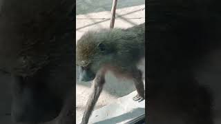 Lahor zoo monkey🐒🐒🐒🐒🐒🐒🐒🐒🐒🐒🐒🐒 [upl. by Binny]