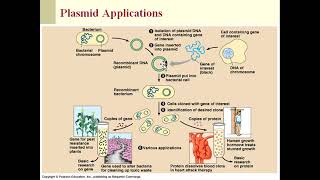 Plasmid DNA isolation [upl. by Trefor]