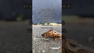 Mole Cricket explore discover bug bugs discovery discoverpage nature outdoors wildlife [upl. by Sager]